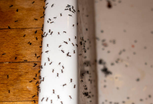 Pest Control for Restaurants in Mansfield Center, MA