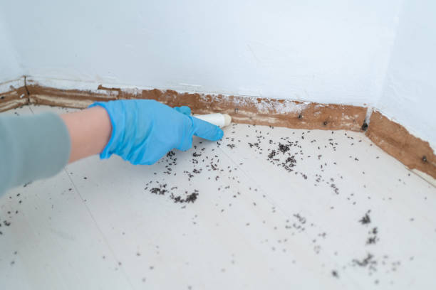 Best Pest Inspection Near Me  in Nsfield Center, MA